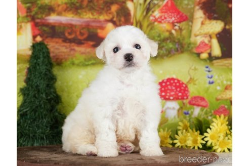 成約済の千葉県のビションプー:ビションフリーゼ×トイプードル-282162の10枚目