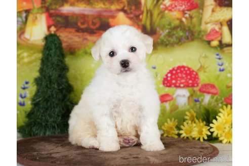 成約済の千葉県のビションプー:ビションフリーゼ×トイプードル-282162の4枚目