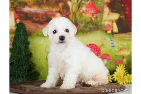 成約済の千葉県のビションプー:ビションフリーゼ×トイプードル-282162の6枚目