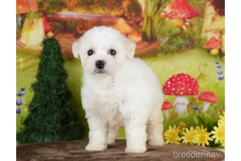 成約済の千葉県のビションプー:ビションフリーゼ×トイプードル-282162の5枚目