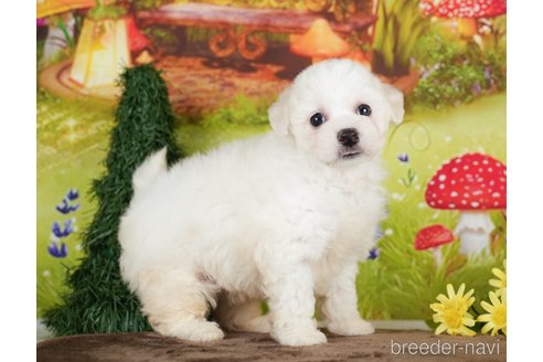 成約済の千葉県のビションプー:ビションフリーゼ×トイプードル-282162の7枚目