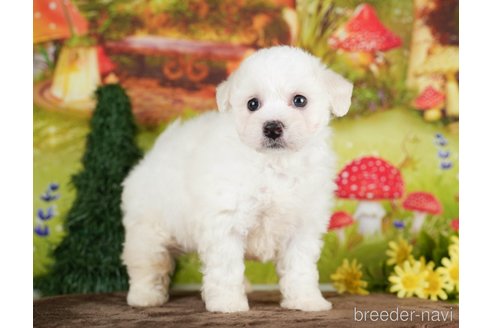 成約済の千葉県のビションプー:ビションフリーゼ×トイプードル-282162の8枚目