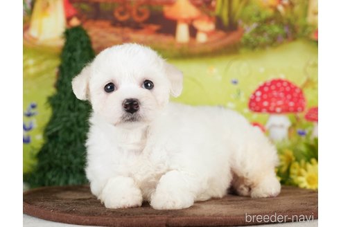 成約済の千葉県のビションプー:ビションフリーゼ×トイプードル-282162の2枚目