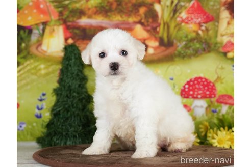 成約済の千葉県のビションプー:ビションフリーゼ×トイプードル-282162の3枚目