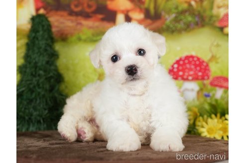 成約済の千葉県のビションプー:ビションフリーゼ×トイプードル-282162の1枚目