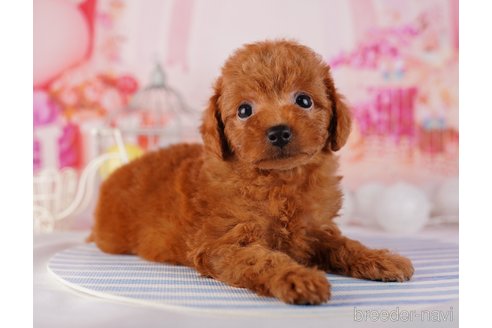 成約済の千葉県のトイプードル-282164の4枚目