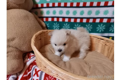 成約済の福岡県のポメラニアン-282174の7枚目