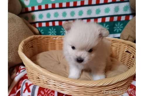 成約済の福岡県のポメラニアン-282174の6枚目