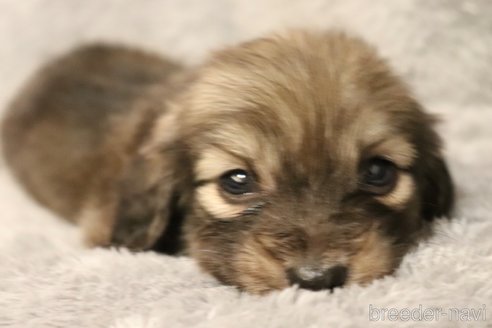 成約済の広島県のミニチュアダックスフンド(ロングヘアード)-282198の3枚目