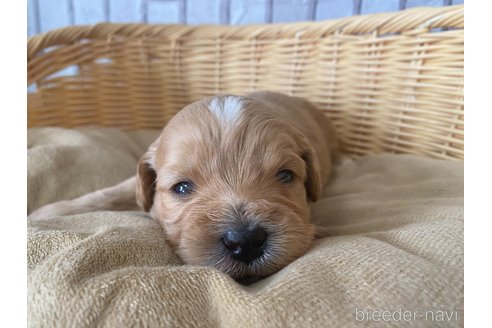 成約済の岡山県のミックス犬-282215の11枚目