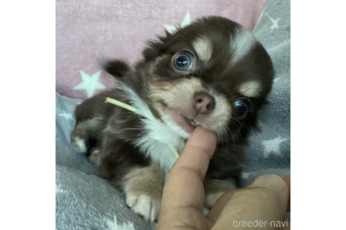 成約済の北海道のチワワ(ロングコート)-276197の2枚目