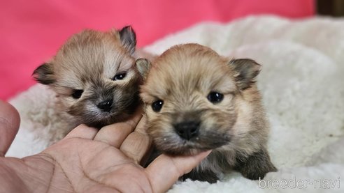 成約済の神奈川県のポメラニアン-282312の17枚目