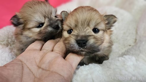 成約済の神奈川県のポメラニアン-282312の16枚目