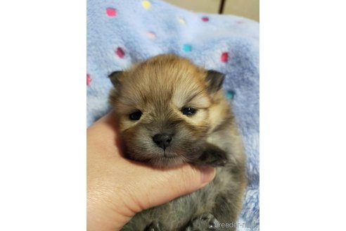 成約済の神奈川県のポメラニアン-282312の19枚目