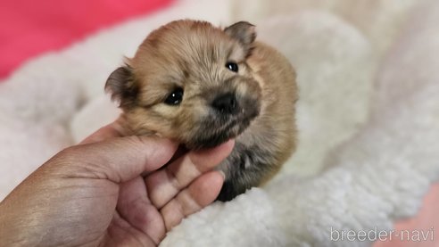 成約済の神奈川県のポメラニアン-282315の16枚目