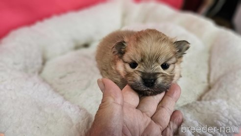 成約済の神奈川県のポメラニアン-282315の17枚目