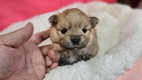 成約済の神奈川県のポメラニアン-282315の25枚目