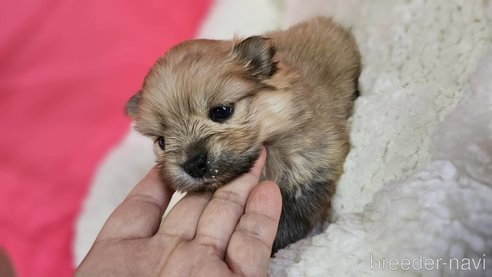 成約済の神奈川県のポメラニアン-282315の23枚目