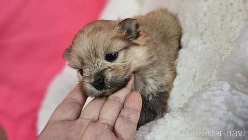 成約済の神奈川県のポメラニアン-282315の20枚目