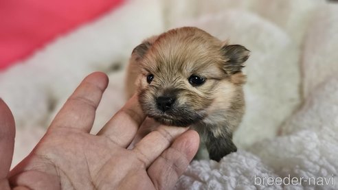 成約済の神奈川県のポメラニアン-282315の22枚目