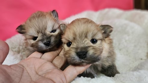 成約済の神奈川県のポメラニアン-282315の19枚目