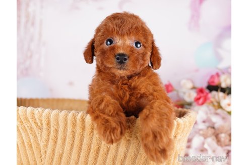 成約済の千葉県のトイプードル-282316の7枚目