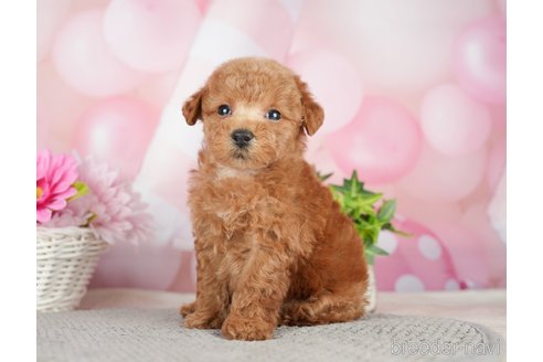 成約済の千葉県のタイニープードル-282320の1枚目