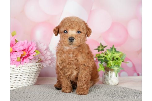 成約済の千葉県のタイニープードル-282320の10枚目