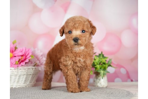 成約済の千葉県のタイニープードル-282320の11枚目