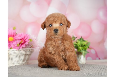 成約済の千葉県のタイニープードル-282320の5枚目