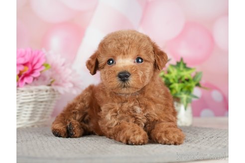 成約済の千葉県のタイニープードル-282320の6枚目