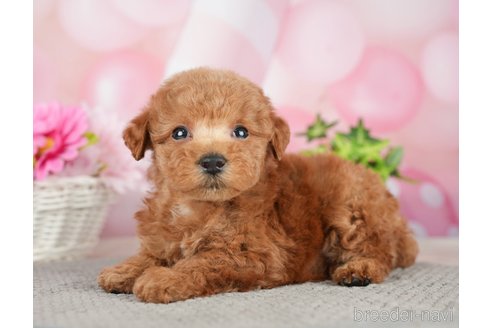 成約済の千葉県のタイニープードル-282320の7枚目