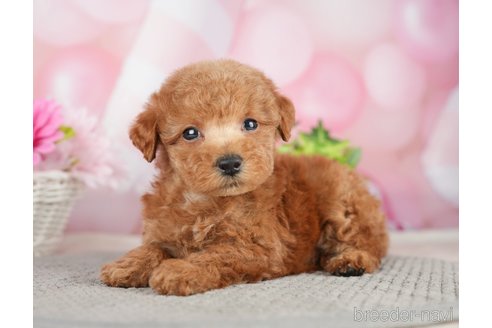 成約済の千葉県のタイニープードル-282320の8枚目