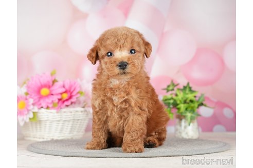 成約済の千葉県のタイニープードル-282320の3枚目