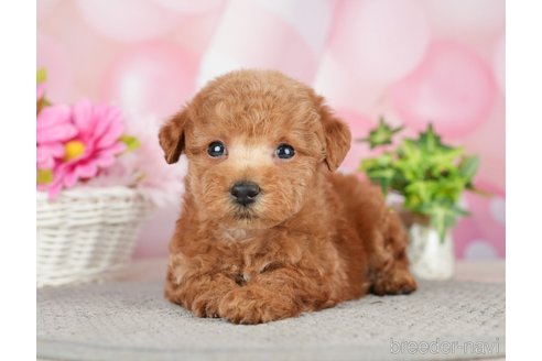 成約済の千葉県のタイニープードル-282320の4枚目