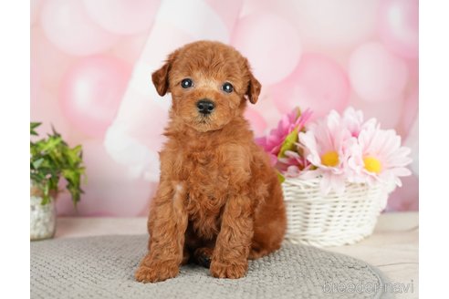 成約済の千葉県のタイニープードル-282322の1枚目