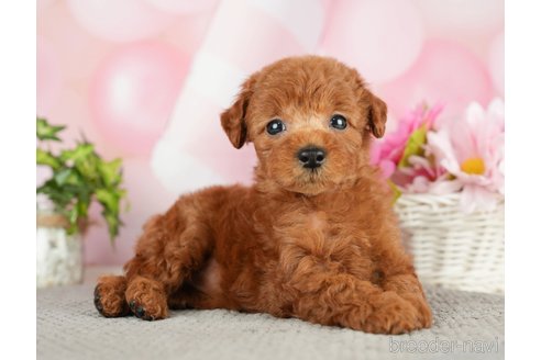 成約済の千葉県のタイニープードル-282322の10枚目