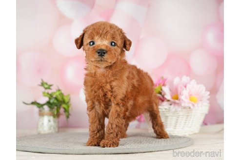 成約済の千葉県のタイニープードル-282322の8枚目