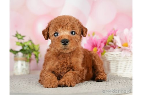 成約済の千葉県のタイニープードル-282322の11枚目