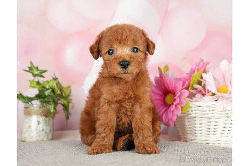 成約済の千葉県のタイニープードル-282322の3枚目