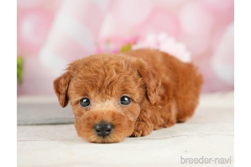 成約済の千葉県のタイニープードル-282322の2枚目