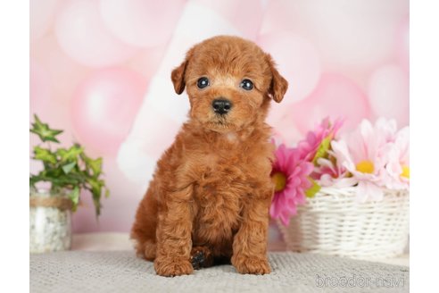 成約済の千葉県のタイニープードル-282322の4枚目