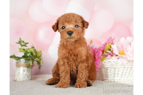 成約済の千葉県のタイニープードル-282322の6枚目