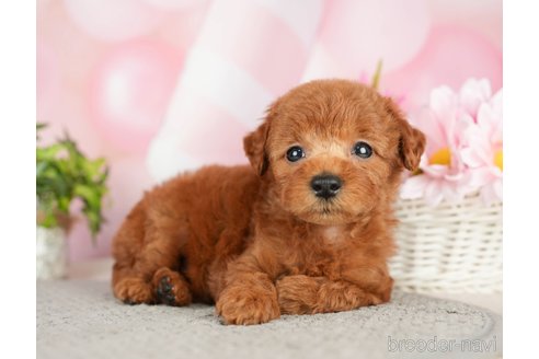 成約済の千葉県のタイニープードル-282322の7枚目