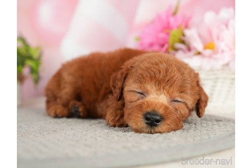 成約済の千葉県のタイニープードル-282322の5枚目