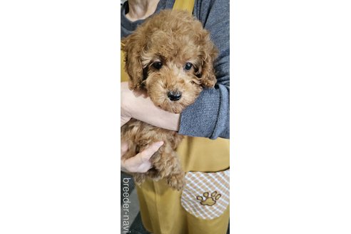 成約済の埼玉県のタイニープードル-279822の3枚目