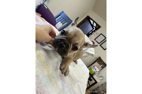 成約済の千葉県のフレンチブルドッグ-279640の9枚目