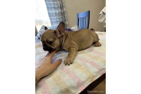 成約済の千葉県のフレンチブルドッグ-279640の11枚目