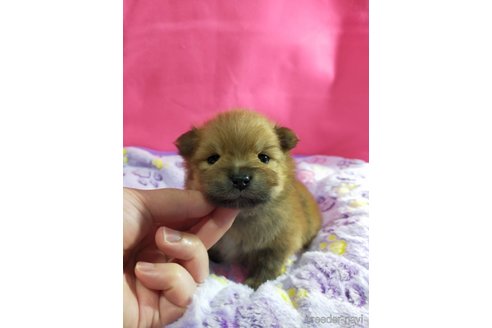 成約済の神奈川県のポメラニアン-282359の34枚目