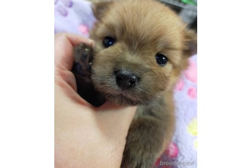 成約済の神奈川県のポメラニアン-282359の32枚目